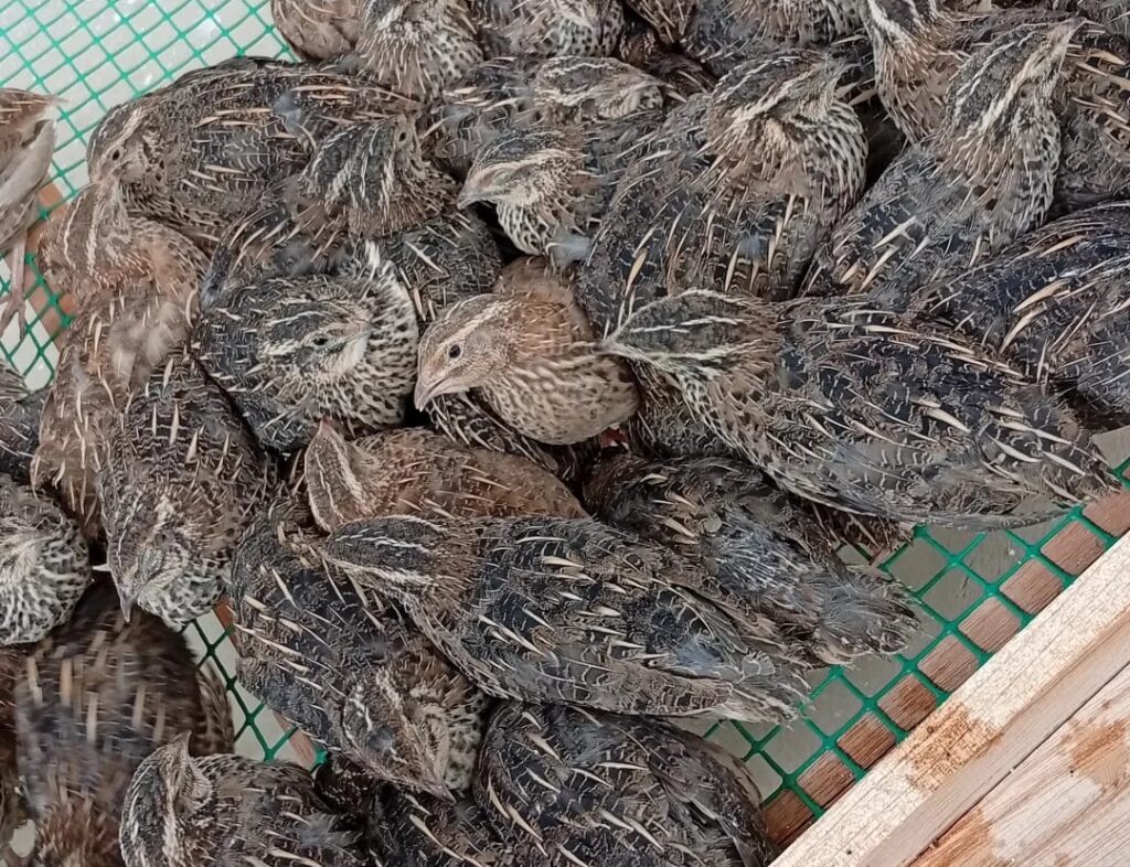 Huevos de codorniz