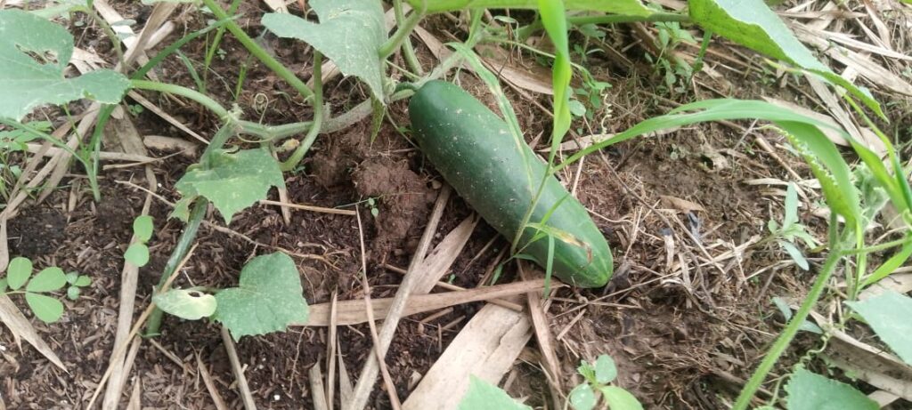k.2m.s_pepino