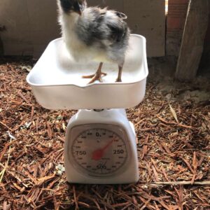 Polluelos Criollo Gigante Colombiano – Incubación Natural