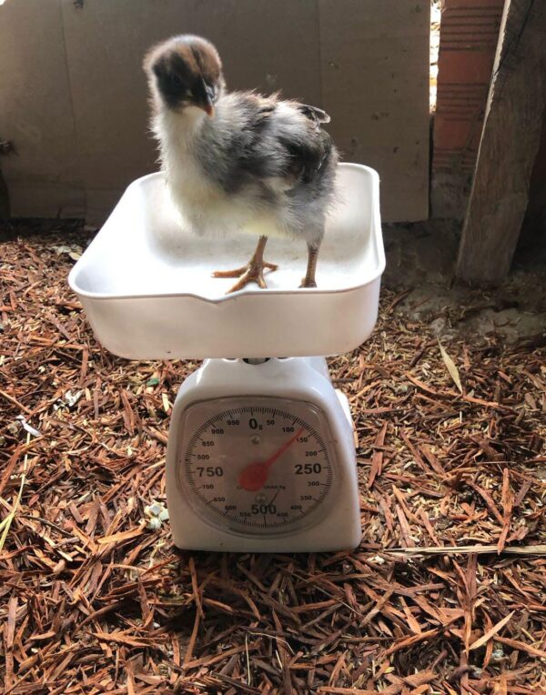 Polluelos Criollo Gigante Colombiano – Incubación Natural